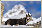 CHAMOIS
